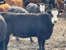 Bred Heifers - Photo 6