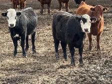Bred Heifers - Photo 7