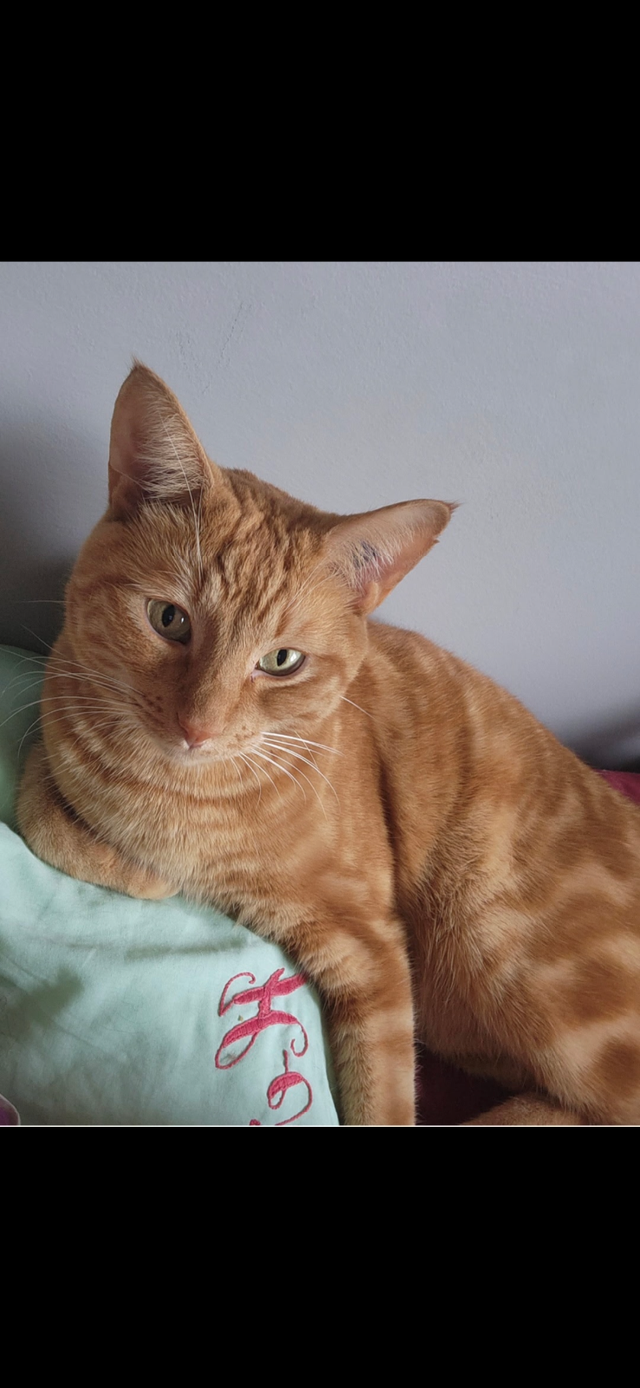 Loving cat to Re-Home