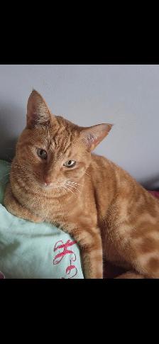 Loving cat to Re-Home