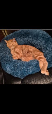 Loving cat to Re-Home - Photo 2