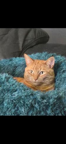 Loving cat to Re-Home - Photo 3