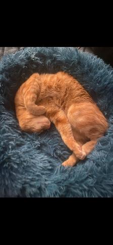 Loving cat to Re-Home - Photo 4