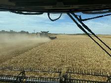 custom harvesting - Photo 4