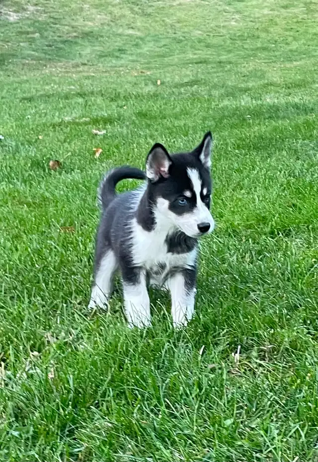 2-F3 Pomsky Puppies