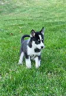 2-F3 Pomsky Puppies