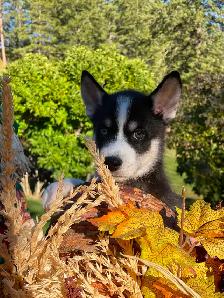 2-F3 Pomsky Puppies - Photo 3