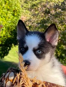 2-F3 Pomsky Puppies - Photo 4