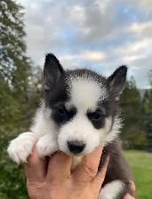 2-F3 Pomsky Puppies - Photo 5
