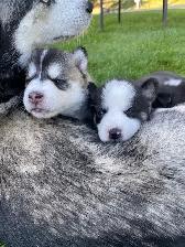 2-F3 Pomsky Puppies - Photo 8