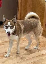 2-F3 Pomsky Puppies - Photo 10