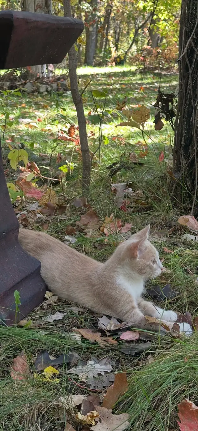 ADORABLE KITTY