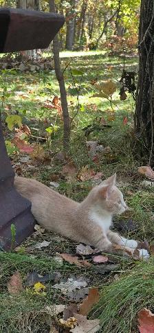 ADORABLE KITTY
