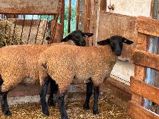Sheep for sale
