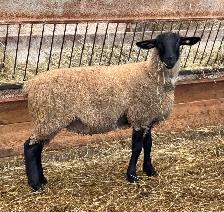 Sheep for sale - Photo 2