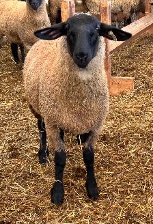 Sheep for sale - Photo 3
