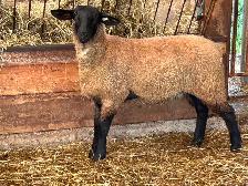 Sheep for sale - Photo 4