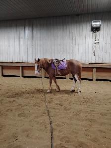 Spots available for horse riding lessons and training - Photo 2