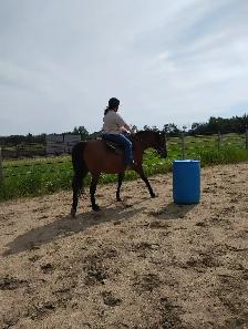 Spots available for horse riding lessons and training - Photo 3