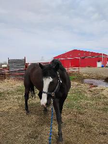 Spots available for horse riding lessons and training - Photo 4