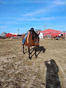 Spots available for horse riding lessons and training - Photo 5