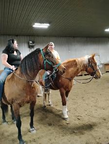 Spots available for horse riding lessons and training - Photo 8