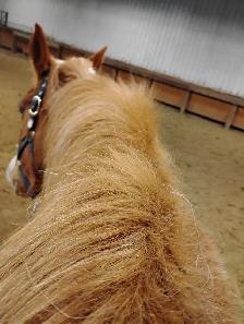 Spots available for horse riding lessons and training - Photo 9