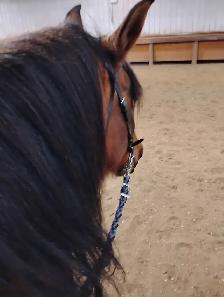Spots available for horse riding lessons and training - Photo 10