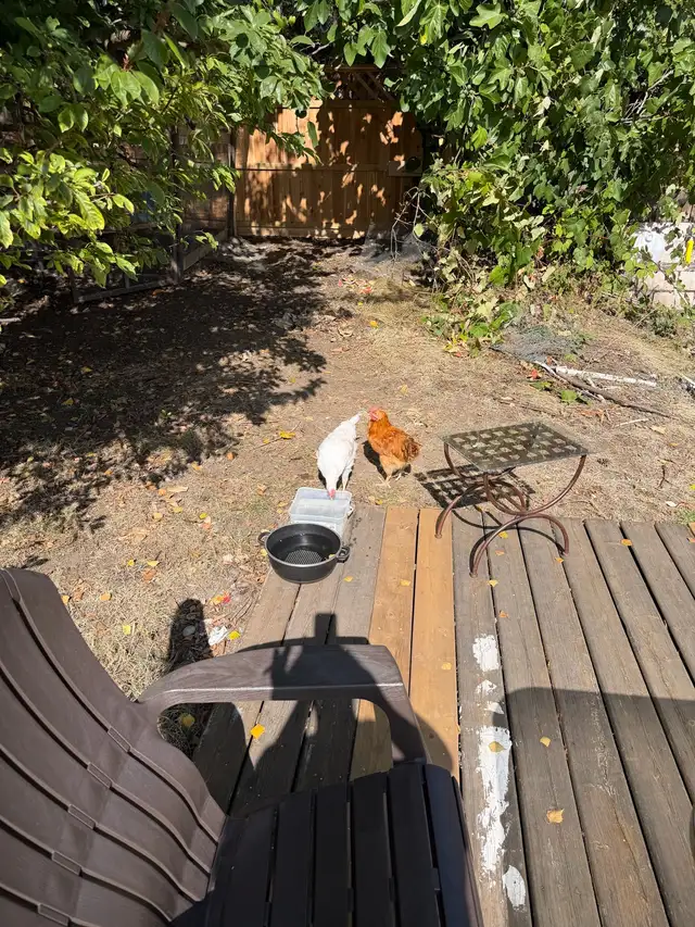 chickens