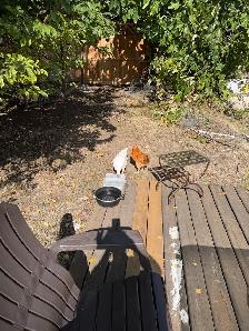 chickens