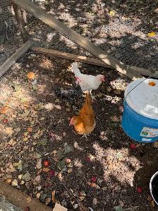 chickens - Photo 2