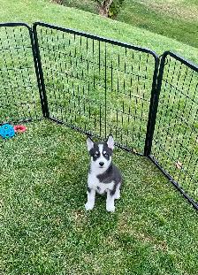2-Handsome F3 Pomsky Puppies - Photo 2