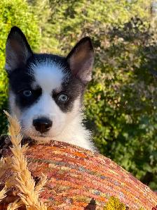 2-Handsome F3 Pomsky Puppies - Photo 4