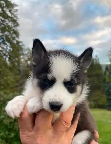 2-Handsome F3 Pomsky Puppies - Photo 5