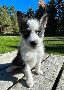 2-Handsome F3 Pomsky Puppies - Photo 6