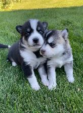 2-Handsome F3 Pomsky Puppies - Photo 7