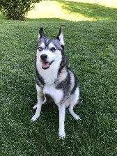 2-Handsome F3 Pomsky Puppies - Photo 9