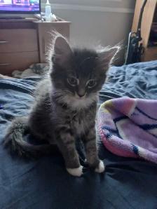 Furbabies for rehoming