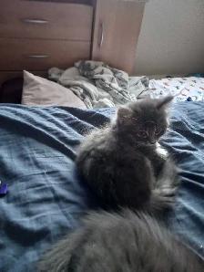 Furbabies for rehoming - Photo 2