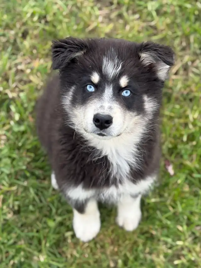 Chiot Aussie Sibérien (Husky Sibérien X Berger Australien)