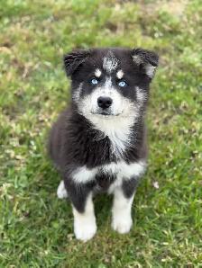 Chiot Aussie Sibérien (Husky Sibérien X Berger Australien) - Photo 2