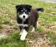 Chiot Aussie Sibérien (Husky Sibérien X Berger Australien) - Photo 3