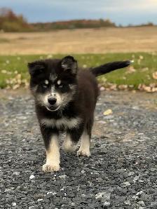Chiot Aussie Sibérien (Husky Sibérien X Berger Australien) - Photo 4
