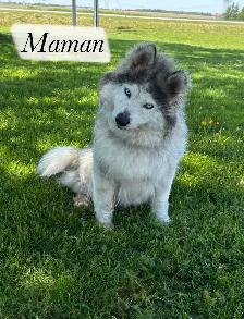 Chiot Aussie Sibérien (Husky Sibérien X Berger Australien) - Photo 5