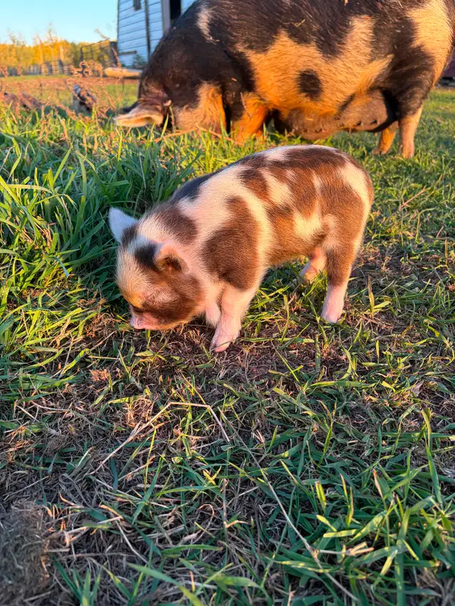 Kunekune Piglets