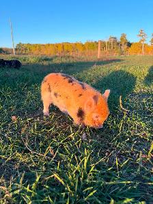 Kunekune Piglets - Photo 2