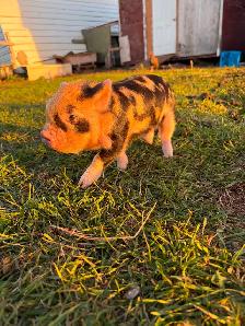 Kunekune Piglets - Photo 3