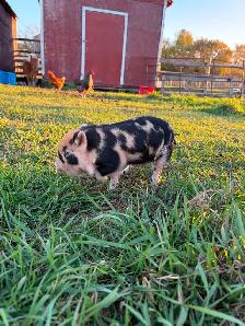 Kunekune Piglets - Photo 4