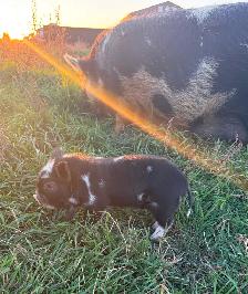 Kunekune Piglets - Photo 5