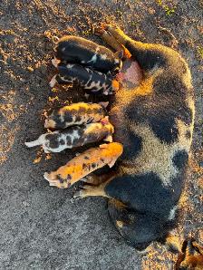 Kunekune Piglets - Photo 6